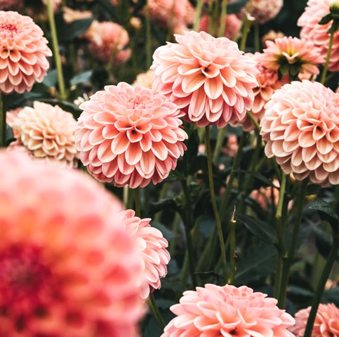 4 Kesalahan Umum dalam Menanam Dahlia hingga Cara Mengatasinya