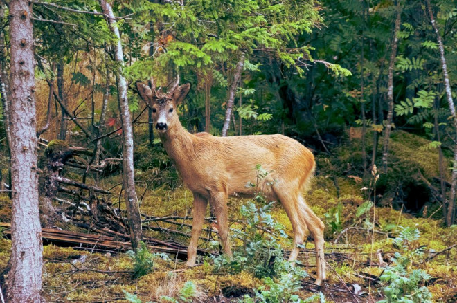 Rusa. Foto; Unplash/Eirik Olsen