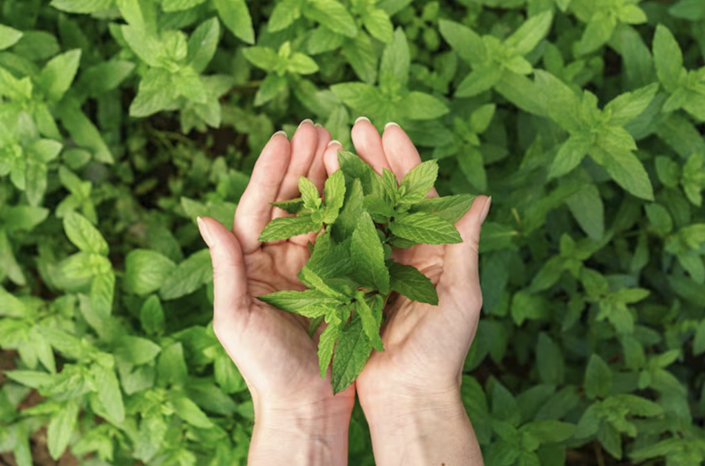 Ekstrak daun stevia mengandung zat steviol glycosides. Ilustrasi Freepik