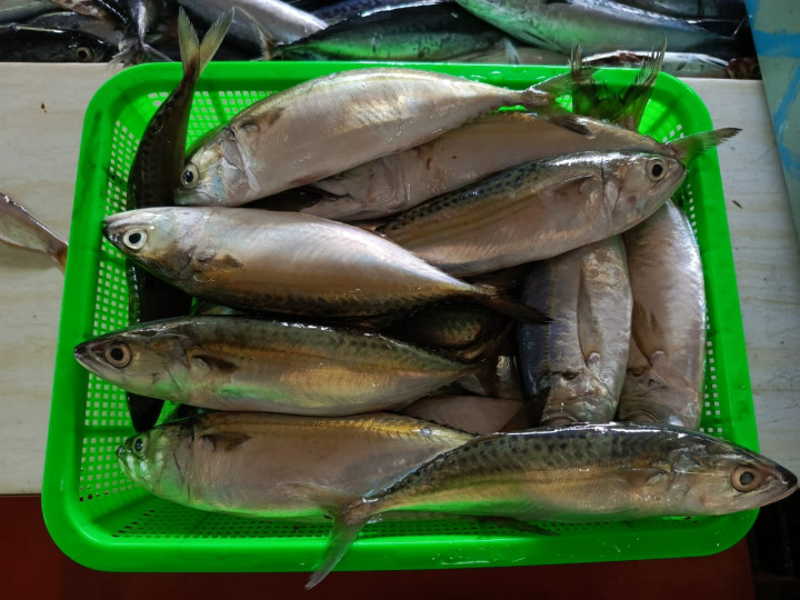 Sering Ada di Meja Makan, Ini Fakta Menarik Ikan Salem dan Kembung