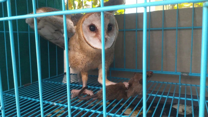 Kenapa Burung Hantu Ogah Tinggal di Rumah Buatan? ini Alasannya