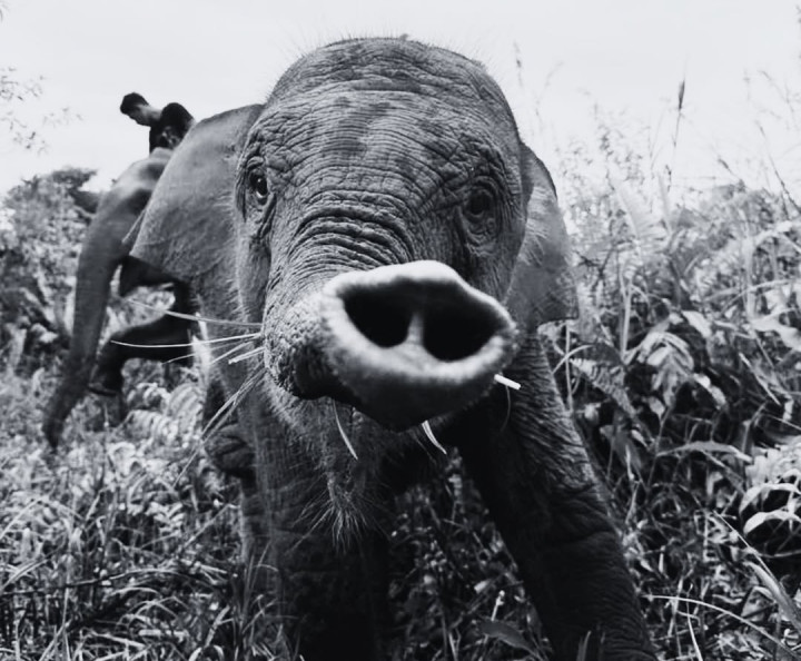 Anak Gajah Bernama Tari Mati di Taman Nasional Tesso Nilo