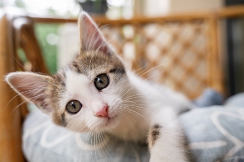 Ternyata, Kucing Juga Bisa Alami Demensia Lho! Kenali 8 Tanda Utamanya