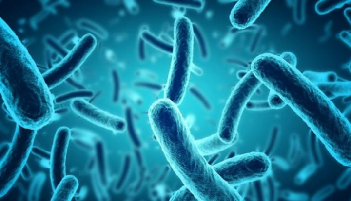 Mengenal Mikroorganisme dan Perannya Dalam Kehidupan Manusia