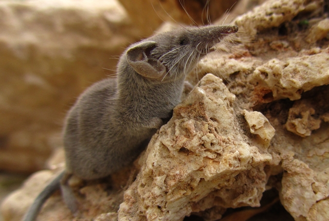 Mengusir Curut Tanpa Racun, Solusi Aman untuk Keluarga