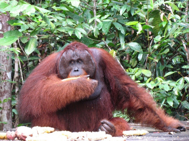 Ilustrasi orangutan. DOK MI