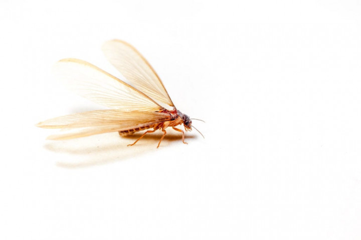 3 Cara Efektif Mengusir Laron dari Rumah saat Musim Hujan