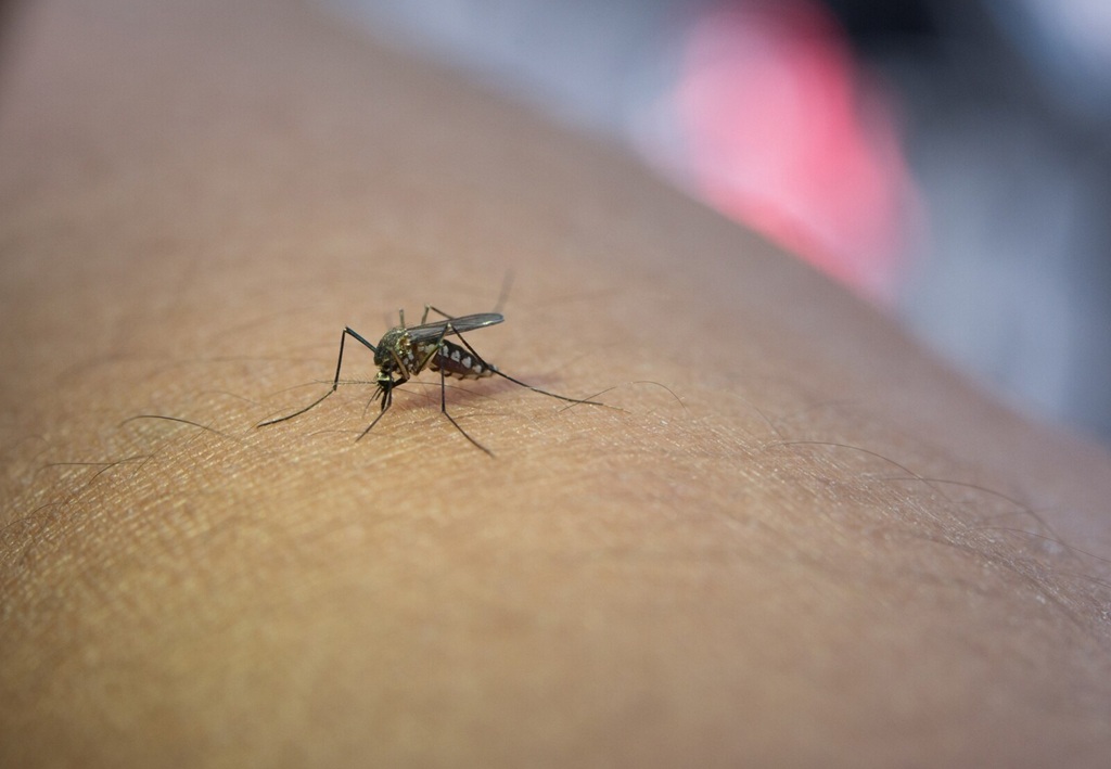 DBD menyebar melalui gigitan nyamuk Aedes aegypti. ilustrasi Freepik