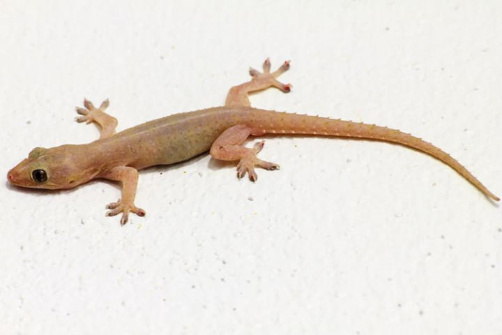 Mau Rumah Bebas Cicak, Begini Triknya!