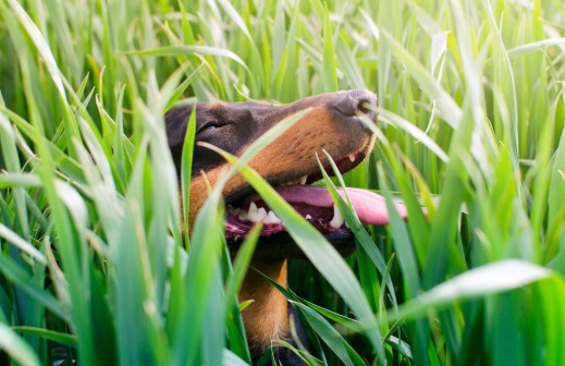 Kenapa Kucing dan Anjing Suka Makan Rumput? Ini Penjelasan Ilmiahnya