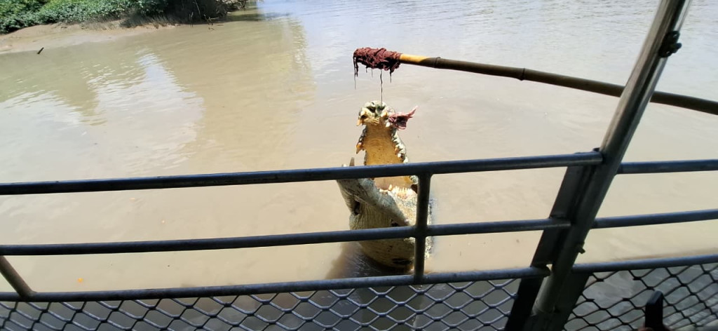 Suasana Jumping Crocodile Cruise. (Foto: Medcom.id/Alfa Mandalika)
