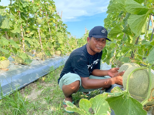 Edi Sukro Petani Banyuwangi yang Sukses Menanam Melon Davina F1