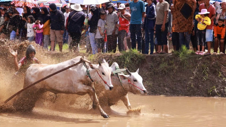 Intip, 4 Tradisi dan Kearifan Lokal Minangkabau di Sumatera Barat