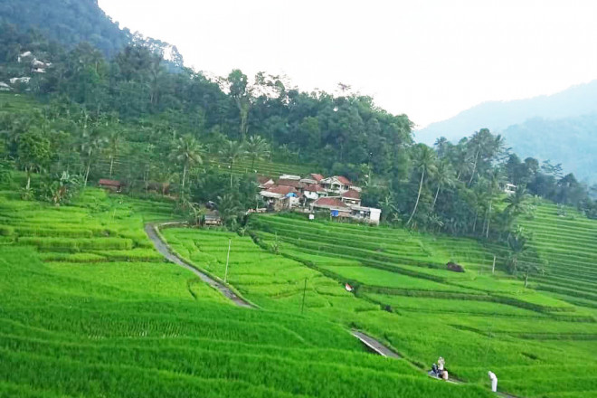 Jika Bali punya sawah terasering Ubud, Bogor, Jawa Barat juga tidak mau kalah. Ya di Bogor ada sawah terasering Cisalada, yang terletak di Purwabakti, Pamijahan. 