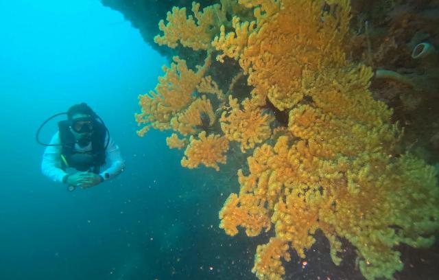 Perkuat Ekosistem Biru, Dorong Ekonomi Pesisir Maluku Tengah
