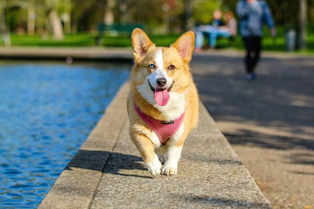 6 Tanda Anjing Terkena Rabies yang Wajib Diketahui Pemilik Anabul