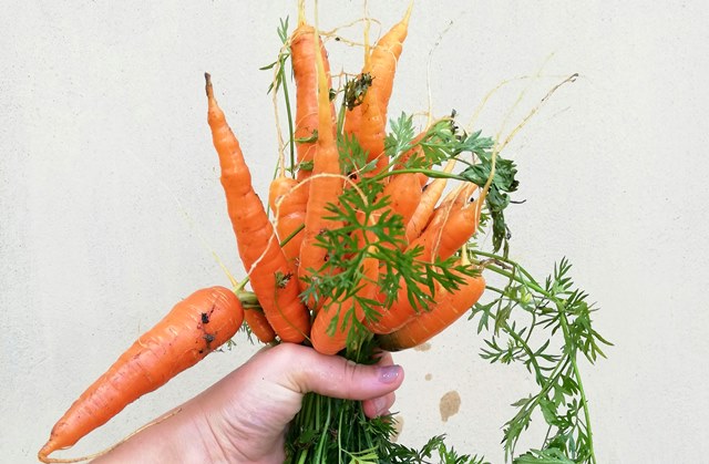 Simak beberapa buah dan makanan yang dapat membantu cegah kanker. (Foto: Ilustrasi/Dok. Pexels.com)