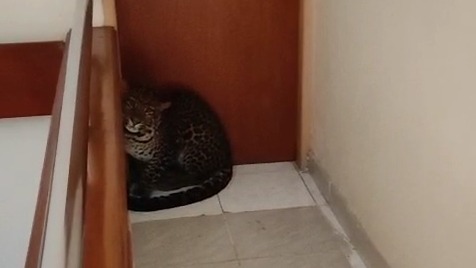 Macan tutul disalah satu hotel di Kota Bandung. (Tangkap layar)