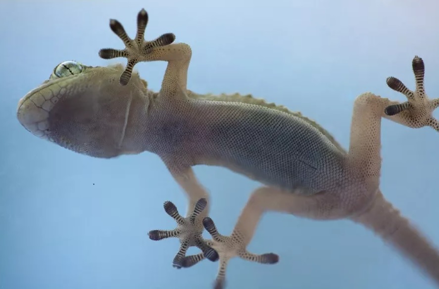 Cara usir cicak dengan mudah dan murah. Foto: Freepik