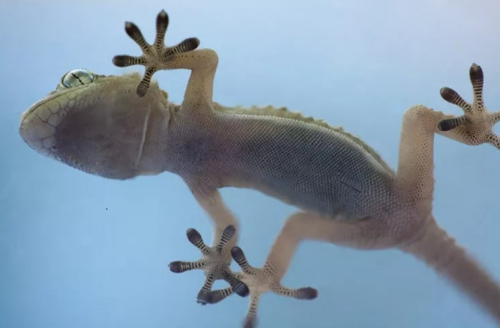 Berita Terpopuler Properti: Cara Usir Cicak hingga Curut dari Rumah dengan Bahan Alami