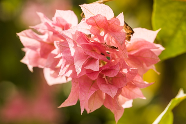 Berita Terpopuler Properti: Tanaman Berbunga Cantik hingga Cara Bikin Apartemen Sewa Lebih Personal
