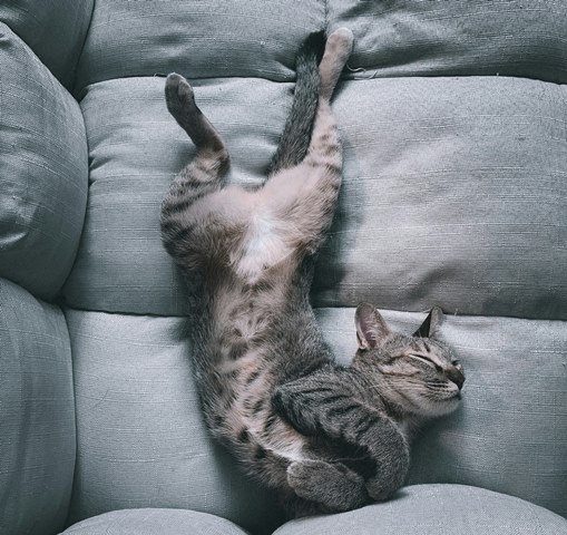 3 Berita Terpopuler Gaya: Posisi Tidur Kucing Hingga Transplantasi Hati