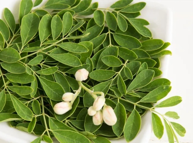 4 Khasiat Daun Kelor untuk Penderita Asam Urat