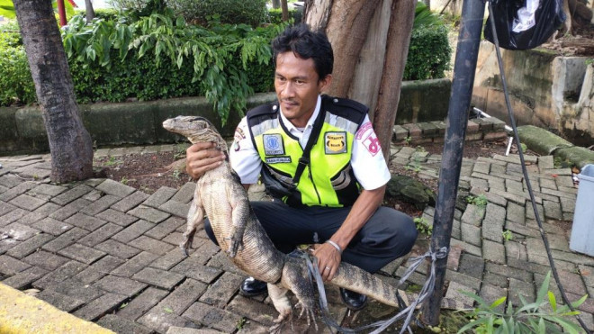 Seorang petugas keamanan memegang biawak. Foto: Medcom/Yurike Budiman