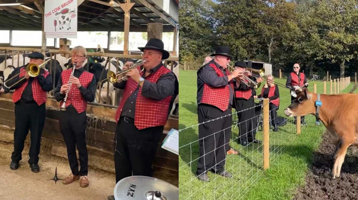 Band Jazz Ini Tampil Menghibur Sapi agar Menghasilkan Lebih Banyak Susu