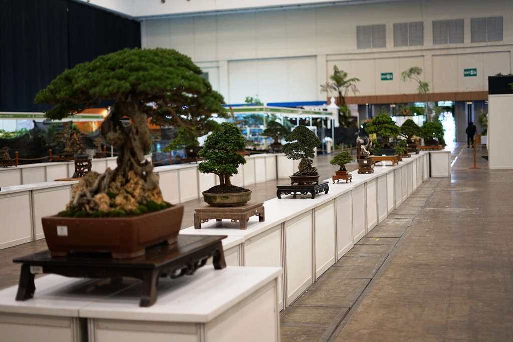 Kontes Tanaman Bonsai menjadi program yang mencuri perhatian di FLOII Expo 2025. Dok. Ist