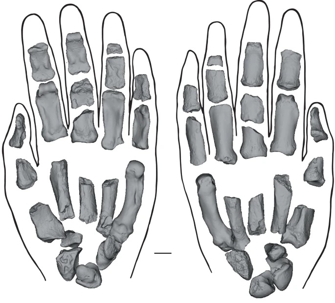Studi Baru Ungkap Fosil Paranthropus Boisei Punya Struktur Tangan Serupa Manusia Modern