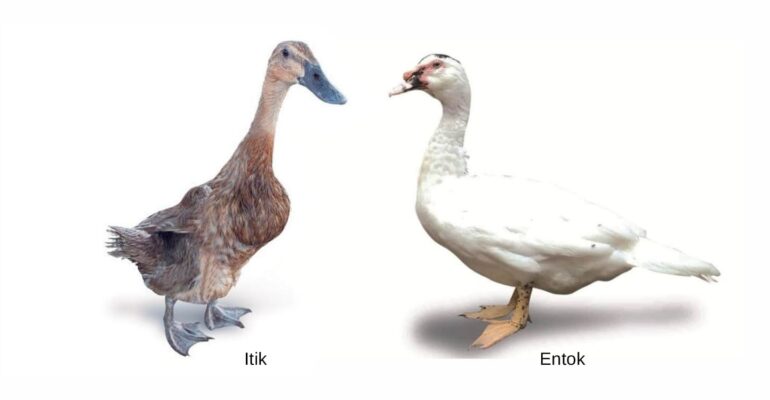 Itik dan entok. DOK IPB