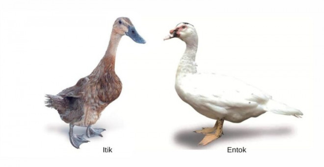 Itik dan entok. DOK IPB