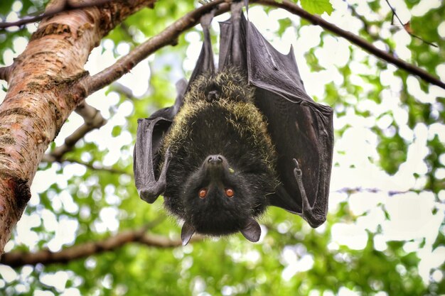 Hewan yang menjaga rumah bebas serangga. Foto: Freepik