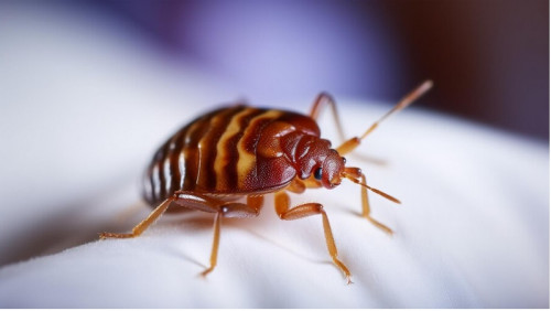 Perbedaan kutu dan tungau yang perlu kamu ketahui. Foto: Freepik