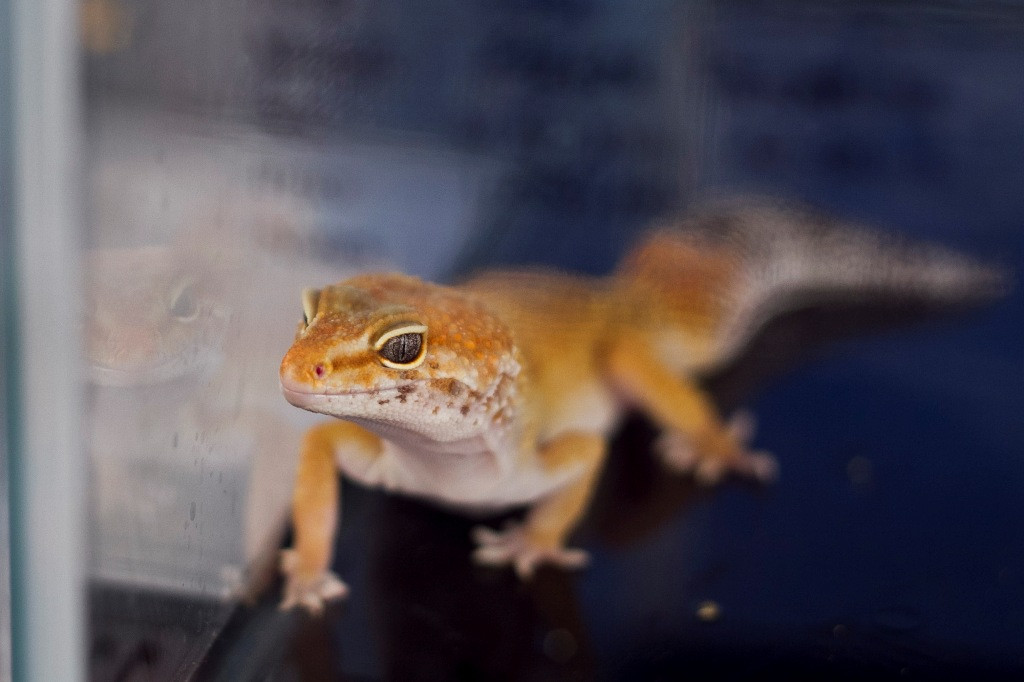 Tokek justru berperan penting dalam menjaga kebersihan rumah. Foto: Freepik