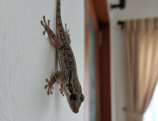 Bahaya kotoran cicak bila mencemari dapur. Foto: Foto: Gemini AI