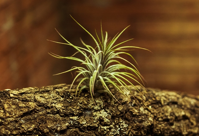 Cara menyiram air plant aga tumbuh subur. Foto: Freepik