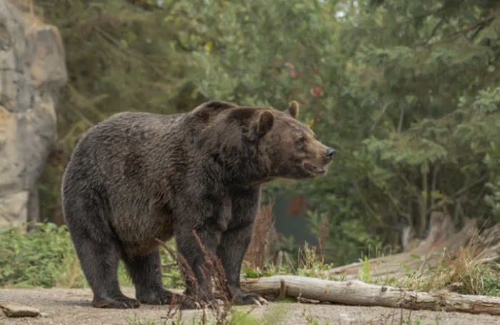 Ilustrasi Beruang/Freepik