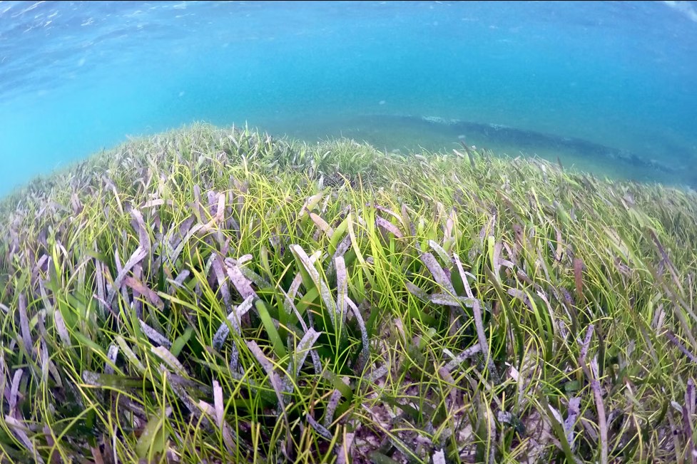   Padang lamun - DOK MI Sumaryanto Bronto 