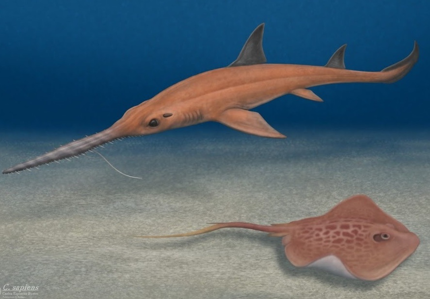 ilmuwan beri nama fosil hiu purba Pochita terinpirasi anime Chainsaw Man (Foto:  x.com/VillafanaJA)