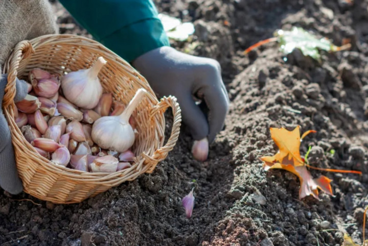 3 Tips saat Menanam Bawang Putih Dijamin Tumbuh Subur