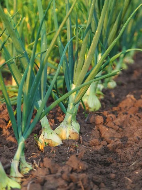  Ada beberapa tempat yang harus dihindari saat menanam bawang putih. (Foto: Ilustrasi/Dok. Freepik.com)