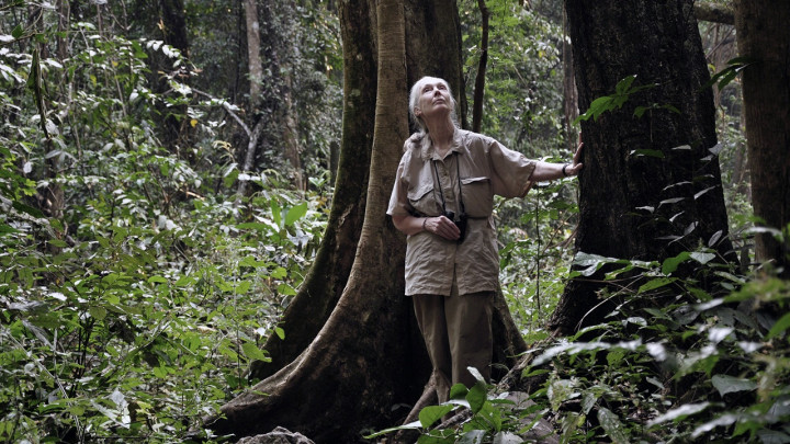AWS dan Jane Goodall Institute Digitalisasi 6 Dekade Riset Dibantu AI