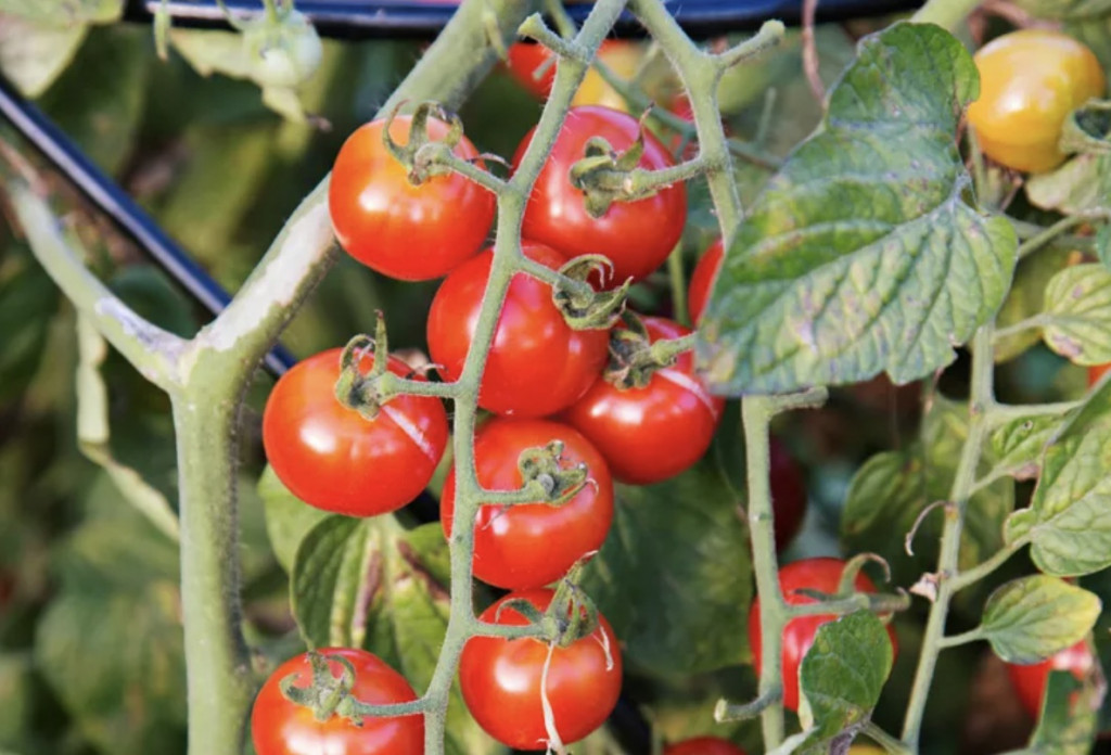 Ada langkah-langkah praktis yang bisa dilakukan agar hasil panen tetap aman dikonsumsi tanpa harus membuang semuanya. Ilustrasi Bhg