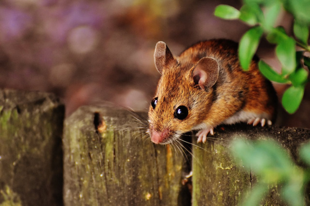 Ilustrasi tikus. Foto: Pexels