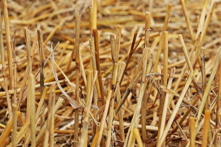 Jerami Jadi Bahan Bakar Hidrokarbon, Ini Penjelasan Pakar IPB