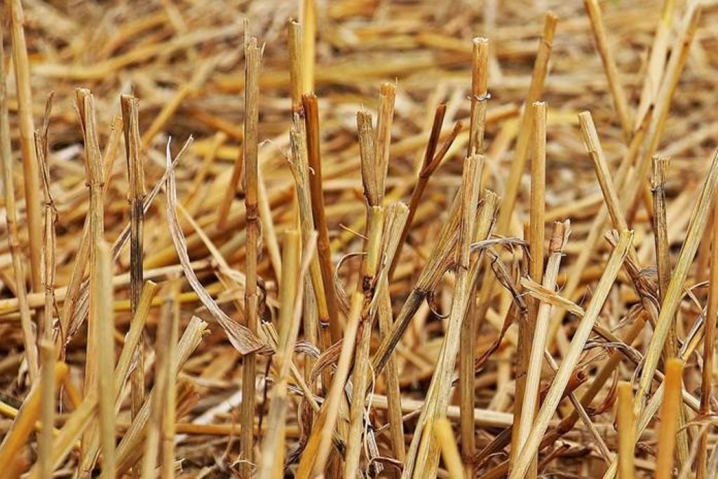Jerami. Foto: Dinas Pertanian Kabupaten Mesuji