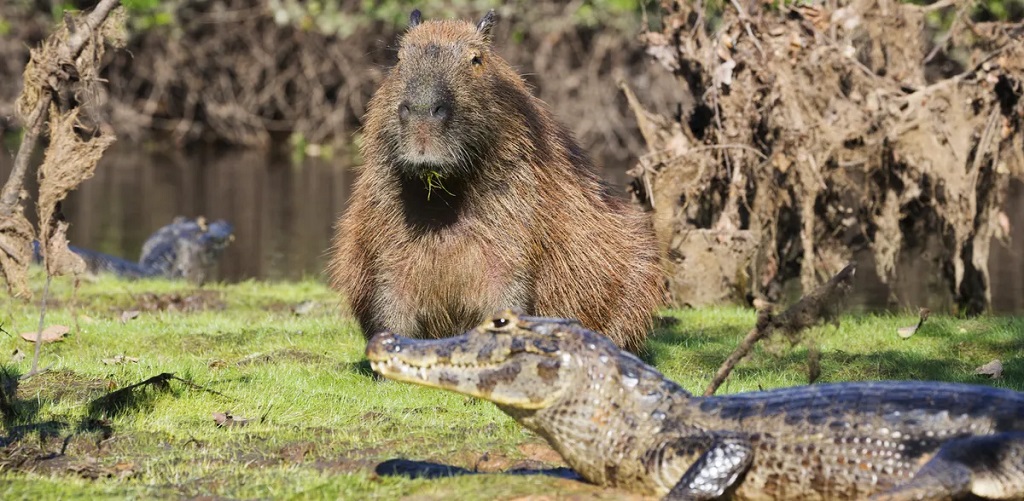 Kapibara dan caiman. Foto: IFLscience/Zaruba Ondrej/Shutterstock.com