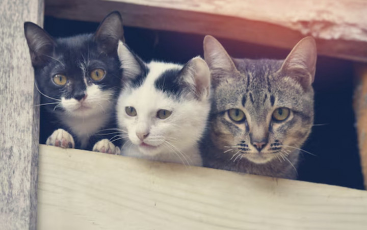 Langkah Nyata Mengedepankan Kesejahteraan Hewan Melalui Let's Adopt Indonesia